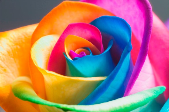 The_Perfect_Rainbow_Rose_by_HappyRoses